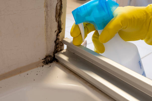 Trusted Monroe, UT Mold Remediation Experts